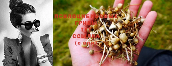 сатива Кукмор